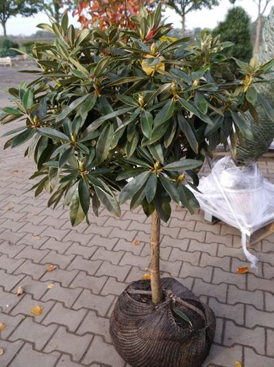 Rhododendron 'Arabella' auf Stamm (Rhododendron yakushimanum 'Arabella') mit dichtem, dunkelgrünem Laub im Ballentuch.