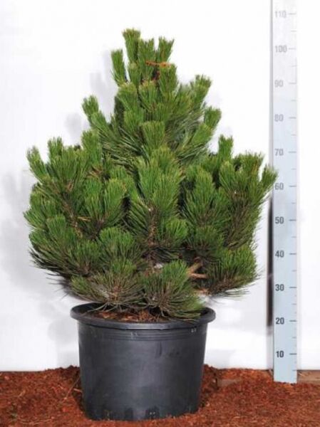 Pinus heldreichii 'Compact Gem' / Kompakte Schlangenhautkiefer / Zwerg-Schlangenhautkiefer