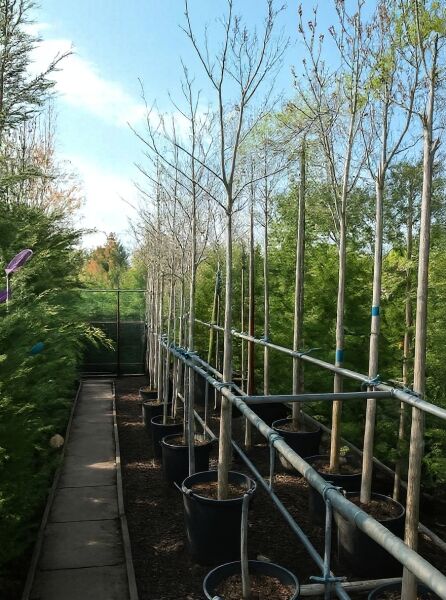 Magnolia liliiflora 'Susan' / Rote Tulpenmagnolie 'Susan' Hochstamm im Container, 6–8 StU, mit geradem Stamm und Krone