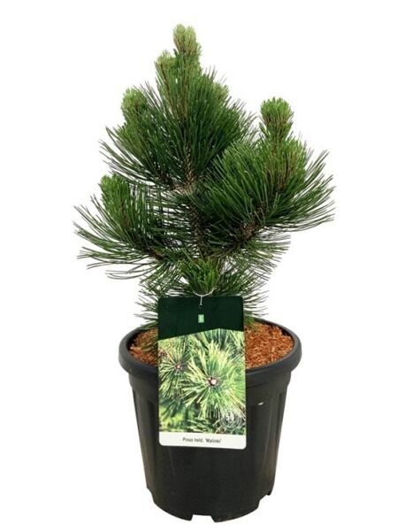 Zwerg-Schlangenhaut-Kiefer 'Malinki' / Pinus heldreichii 'Malinki'