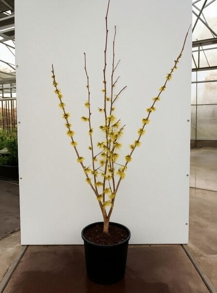 Hamamelis intermedia 'Pallida' / Zaubernuss 'Pallida' 125-150 cm C20, mehrstämmiger Strauch im Container mit gelben Blüten an Zweigen
