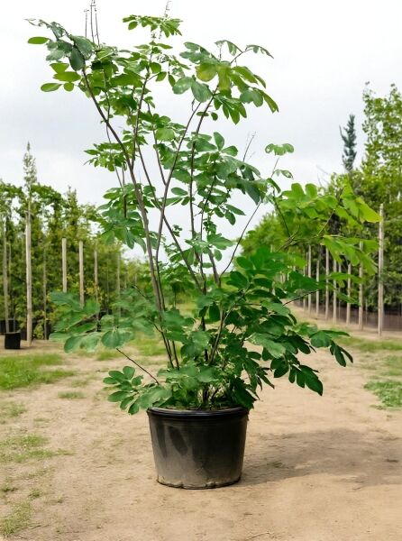 Strauch-Rosskastanie (Aesculus parviflora) 150-175 cm C35, mehrstämmiger Strauch im Container mit grünem Laub