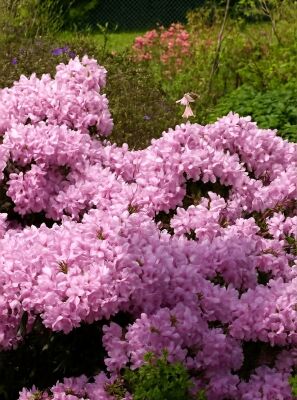 rhododendron everred RHODODENDRON 'EVERRED'  Cotswold Garden Flowers