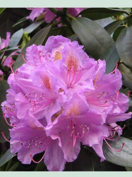 Rhododendron Hybride 'Paul R. Bosley' / Rhododendron 'Paul R. Bosley'