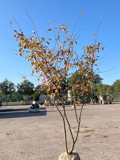 Kupfer-Felsenbirne 200 - 250 cm Schirmform / Amelanchier lamarckii (1577369)