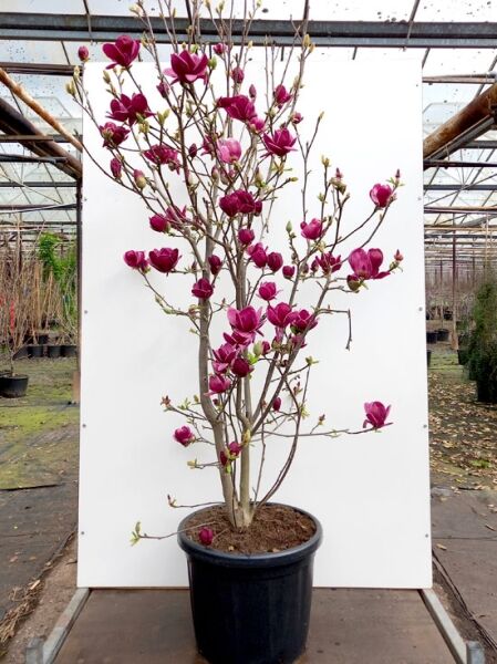 Magnolia 'Genie'® / Magnolie 'Genie' 175-200 cm C50, mehrstämmiger Strauch im Container mit purpurfarbenen Blütenknospen und Blüten