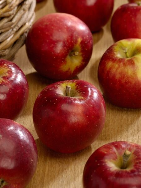 Apfel 'Santana' / Apfel 'Santana'