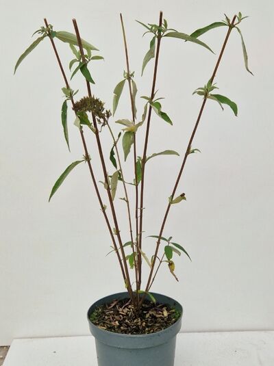 Schmetterlingsflieder Buddleja davidii 'Ile de France', 40–60 cm, C2-Topf, mehrtriebiger Strauch mit grünen Blättern und Knospenständen.