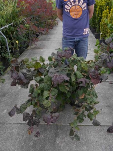 Blut-Korkenzieher-Hasel (Corylus avellana 'Red Majestic ®') 80-100 cm C20, rotgrüne Blätter, buschiger Wuchs im Container