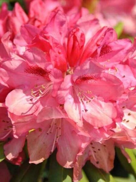 Rhododendron yakushimanum 'Sneezy' / Rhododendron 'Sneezy'