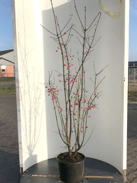 Pfaffenhütchen Euonymus europaeus 'Red Cascade' 150-175 cm C20, mehrstämmiger Strauch im Topf mit roten Früchten an kahlen Zweigen