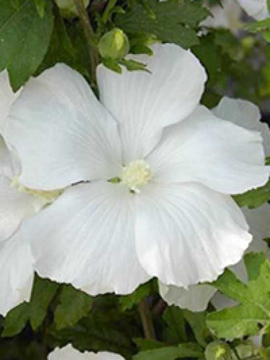 GartenEibisch 'Diana' / Hibiscus syriacus 'Diana' kaufen