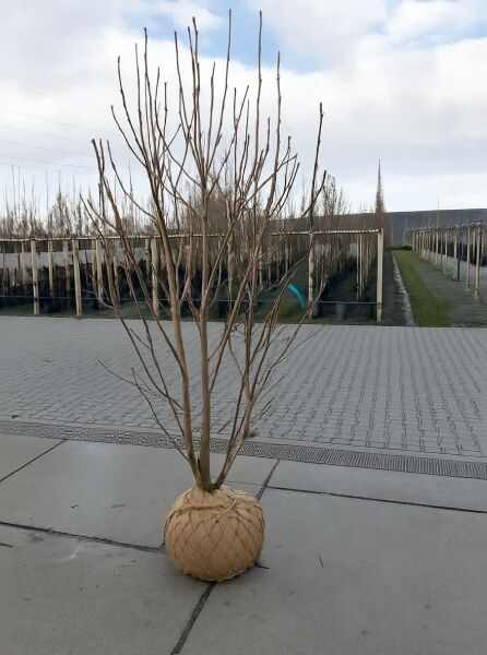 Großblumige Magnolie 'Galaxy' (Magnolia 'Galaxy') 300-350 cm mit Drahtballen, mehrstämmig, ohne Laub