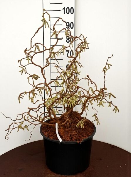 Korkenzieher-Hasel 'Contorta' (Corylus avellana 'Contorta') 80-100 cm im C20-Topf, Strauch mit gedrehten Trieben und Kätzchen.