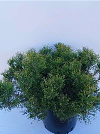 Pinus mugo / Berg-Kiefer 50-60 cm (breit) C12, buschiger Nadelstrauch im Container mit dichtem, grünem Nadelwerk