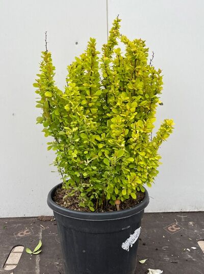 Gelbe Zwerg-Berberitze 'Golden Nugget' - Berberis thunbergii 'Golden Nugget'