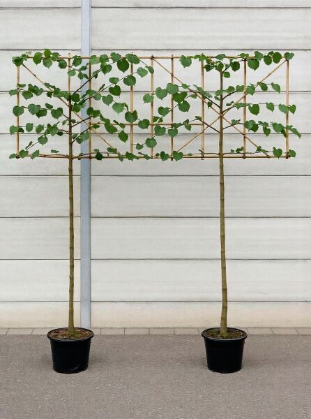 Tilia europaea 'Pallida' Kaiserlinde Hochstamm-Spalier im Container, Stamm 180 cm, Spalierkrone mit grünen Blättern