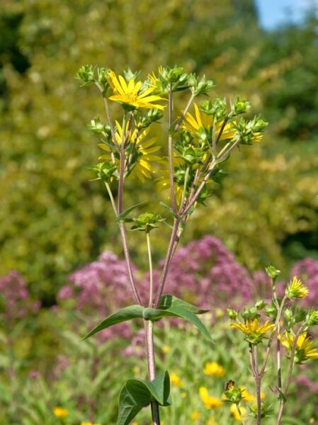 Silphium terebinthinaceum (Harzige Becherpflanze, Harzkraut) mit gelben Blüten und grünen Knospen an aufrechten Stielen