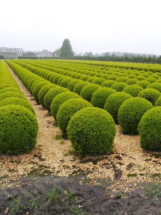 Buchsbaum 'Kugel' - Buxus sempervirens 'Kugel' - Baumschule NewGarden