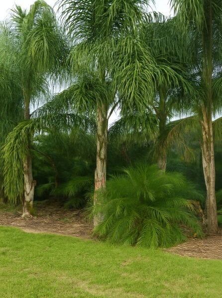 Königin-Palme (Syagrus romanzoffiana) mit schlankem Stamm und herabhängenden, gefiederten Palmwedeln im Freiland.