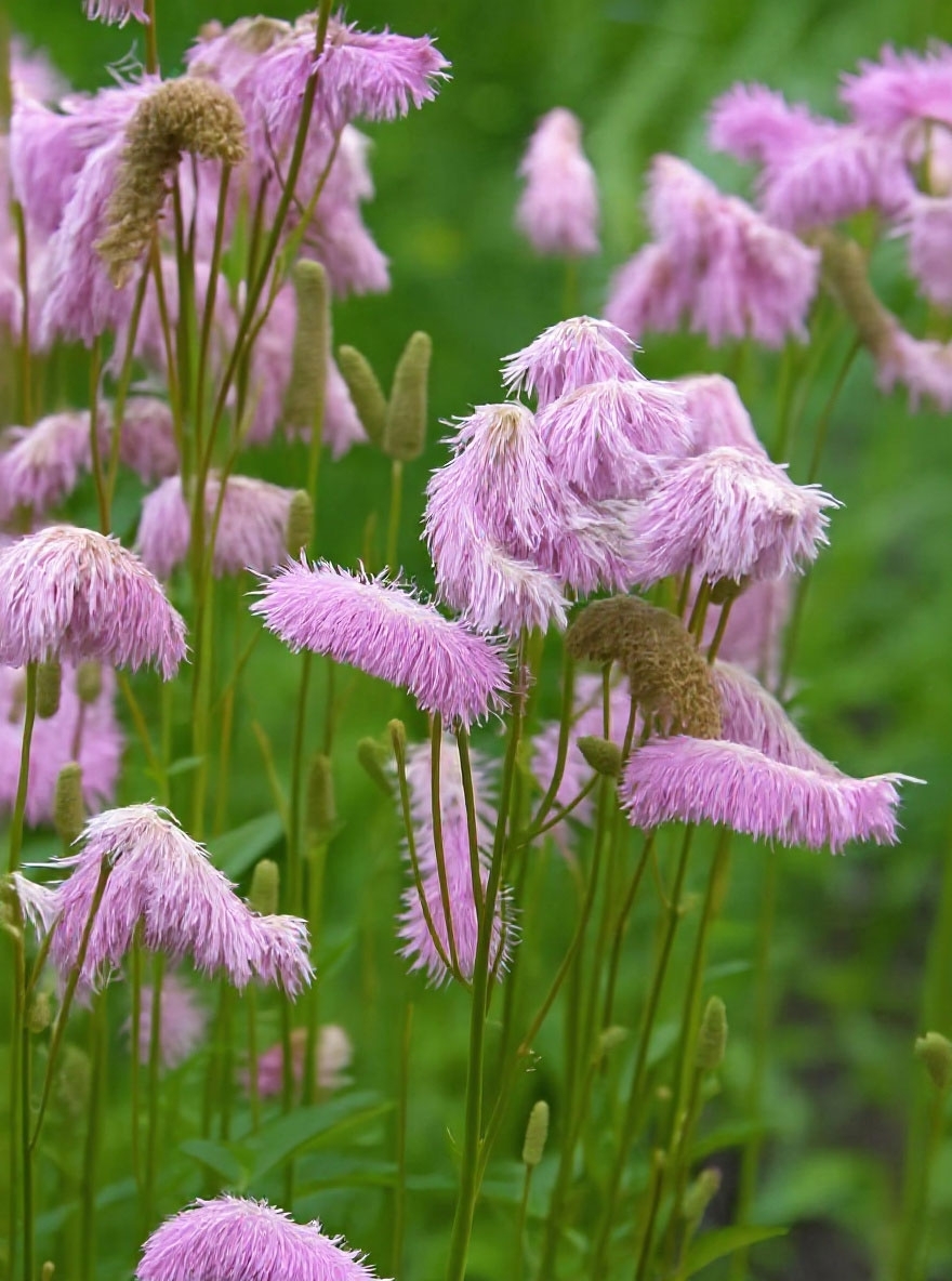Hoher Wiesenknopf Pink Elefant - Sanguisorba Tenuifolia Staude 100-120cm