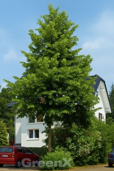 Winter-Linde 'Greenspire' (Tilia cordata 'Greenspire') als hoher Laubbaum mit dichter, grüner Krone und geradem Stamm
