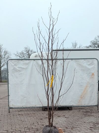 Amerikanischer Tulpenbaum / Liriodendron tulipifera