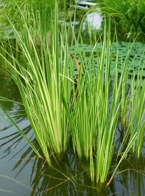 Weigestreifter Garten-Kalmus 'Variegata' - Acorus calamus 'Variegata'