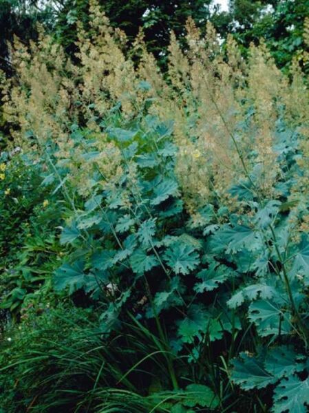 Weißlichblühender Federmohn / Macleaya cordata