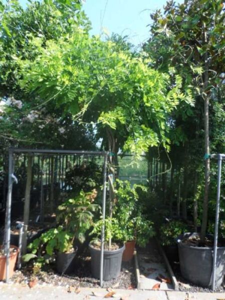 Wisteria floribunda 'Longissima Alba' – Weißer japanischer Blauregen 'Longissima Alba' Hochstamm im Container, rankend mit grünem Laub