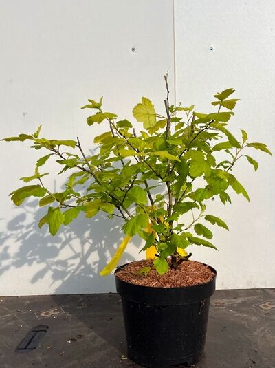 Physocarpus opulifolius 'Nugget' / Gelbblättrige Blasenspiere 'Nugget', 40–60 cm C3, Strauch im Topf mit gelbgrünem Laub.