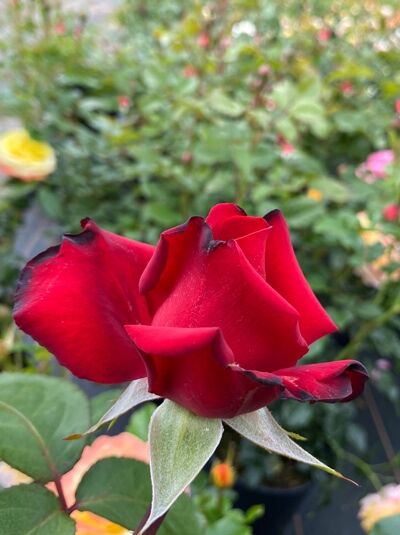 Edelrose &#039;Grande Amore&#039; / Rosa &#039;Grande Amore ®&#039;