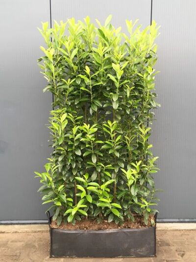 Prunus laurocerasus 'Genolia' / Kirschlorbeer 'Genolia' / Fertighecke / Heckenelement 180 cm