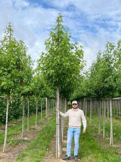 Liquidambar styraciflua 'Worplesdon' / Amberbaum 'Worplesdon' Hochstamm 12-14 StU, aufgeasteter Stamm mit grüner Krone