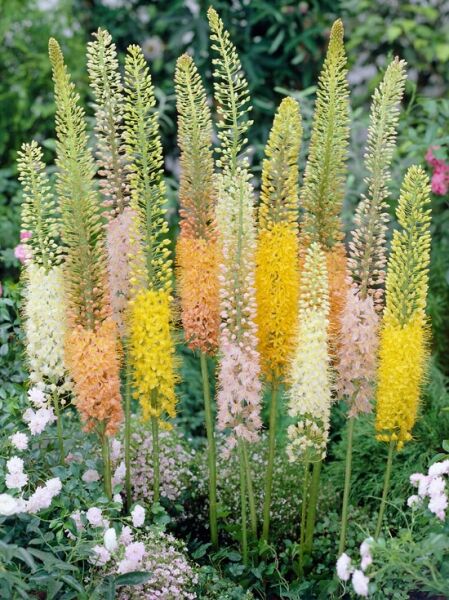 Steppenkerze 'Ruiters-Hybride' / Eremurus isabellinus 'Ruiters-Hybride'