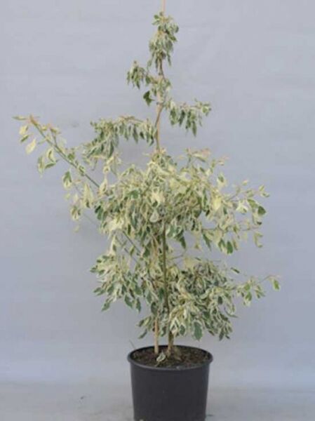 Weißbunter Pagoden-Hartriegel (Cornus controversa 'Variegata') im Topf, 125-150 cm, panaschiertes Laub, C20 Containerpflanze