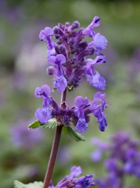 Nepeta racemosa Superba  /