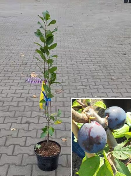 Prunus domestica 'Anja' / Säulen-Pflaume 'Anja', junger Säulenbaum im Topf mit aufrechtem Wuchs und grünen Blättern.