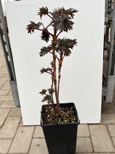 Strauch Pfingstrose 'Kao' - Paeonia suffruticosa 'Kao'