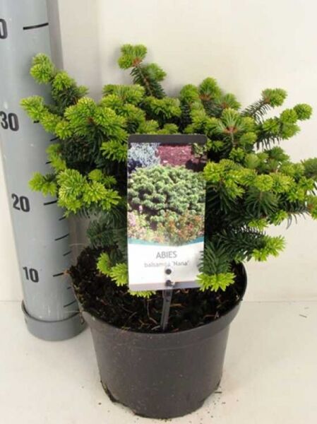 Abies balsamea 'Nana' Zwerg-Balsamtanne 20-25 cm breit im schwarzen Topf mit grünem Nadelkleid und Etikett.