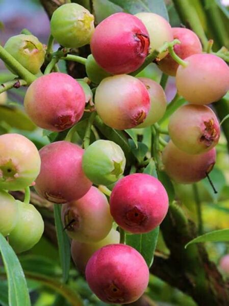 Vaccinium 'Pink Lemonade'® / Heidelbeere 'Pink Lemonade' mit rosa und grünlichen Beeren am Zweig, Nahaufnahme