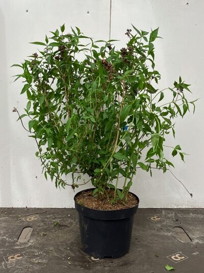 Amerikanische Weigelie &#039;Butterfly&#039; / Diervilla sessilifolia &#039;Butterfly&#039;