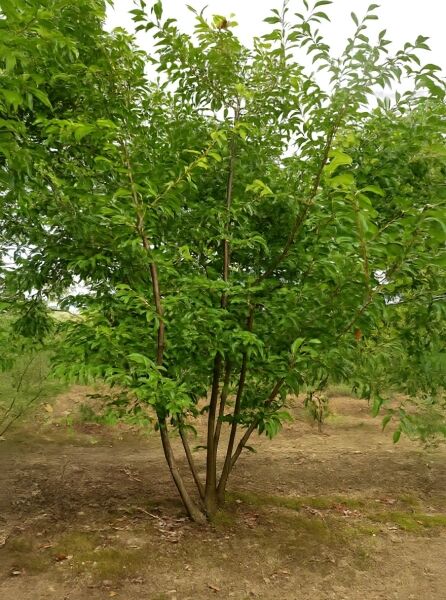Prunus subhirtella 'Autumnalis' / Winterkirsche 'Autumnalis', mehrstämmiger Baum mit grünem Laub, 300–350 cm, m. Db.