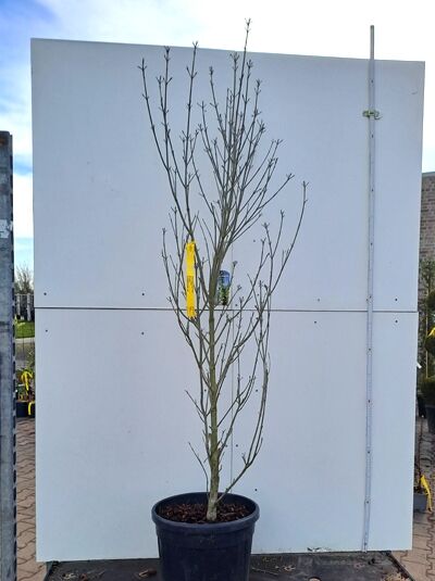 Japanischer Blumen-Hartriegel Cornus kousa 'Flower Tower', mehrtriebiger Strauch im Topf, 150-175 cm, C35