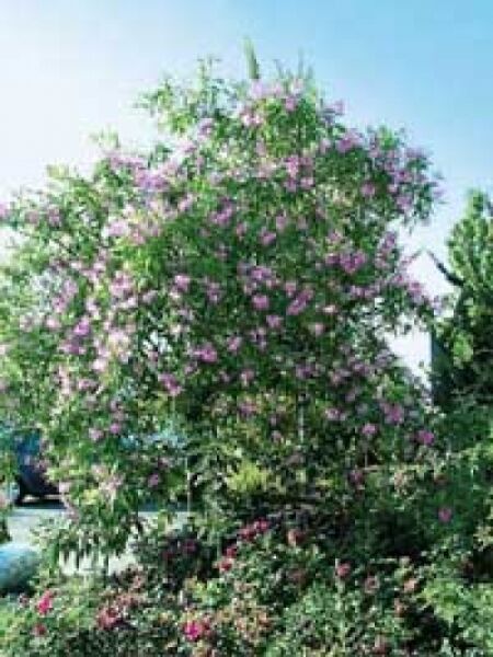 Schmalblättriger Trompetenbaum 'Pink Dawn' / Baumoleander / Chitalpa tashkentensis 'Pink Dawn'