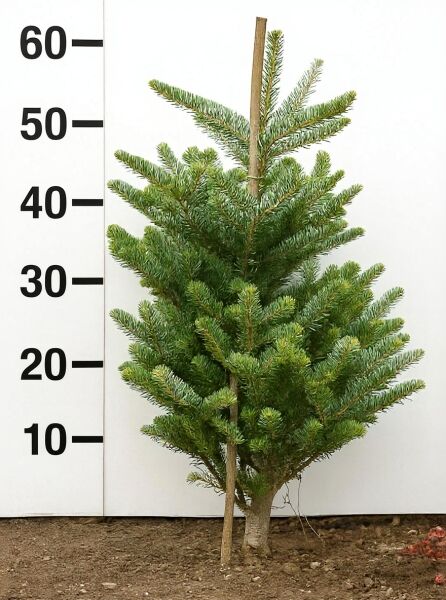 Korea-Tanne ’Silberlocke’ (Abies koreana 'Silberlocke'), 50–60 cm, mehrtriebige Jungpflanze mit dichter Benadelung.