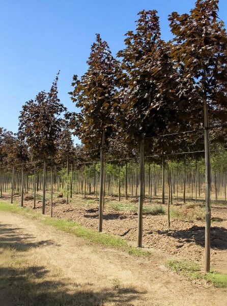 Spitz-Ahorn (Acer platanoides) 'Royal Red' Hochstamm 16-18 StU mit Drahtballen, Reihe von Bäumen mit dunkelrotem Laub