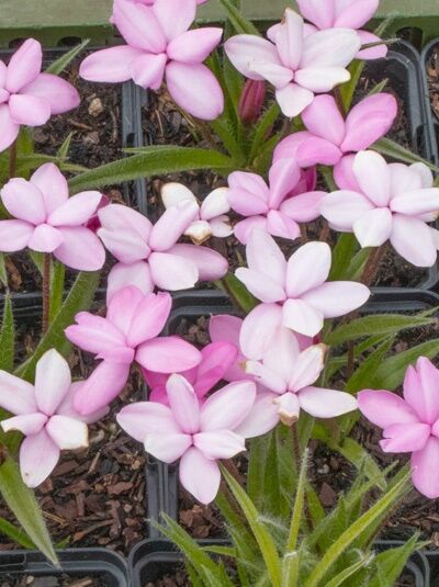 Rhodohypoxis baurii 'Goliath' / Grasstern 'Goliath' mit rosafarbenen, sternförmigen Blüten und grasartigen Blättern im Topf