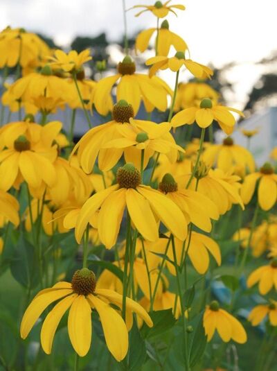 Rudbeckia nitida 'Herbstsonne' / Fallschirm-Sonnenhut 'Herbstsonne' mit gelben Blüten und dunkler Mitte am Stiel