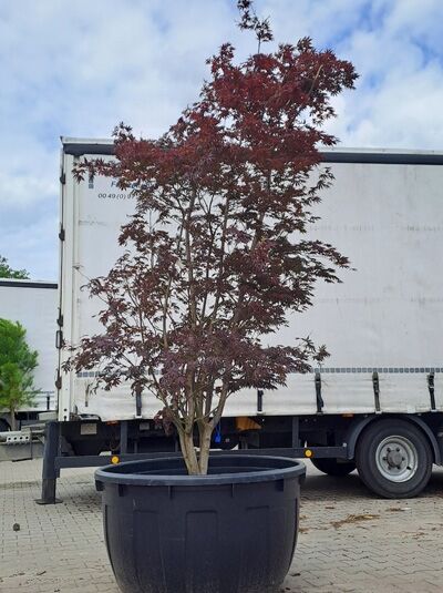 Fächer-Ahorn 'Trompenburg' (Acer palmatum 'Trompenburg') 300–350 cm im Container, mehrstämmiger Baum mit rotem Laub.